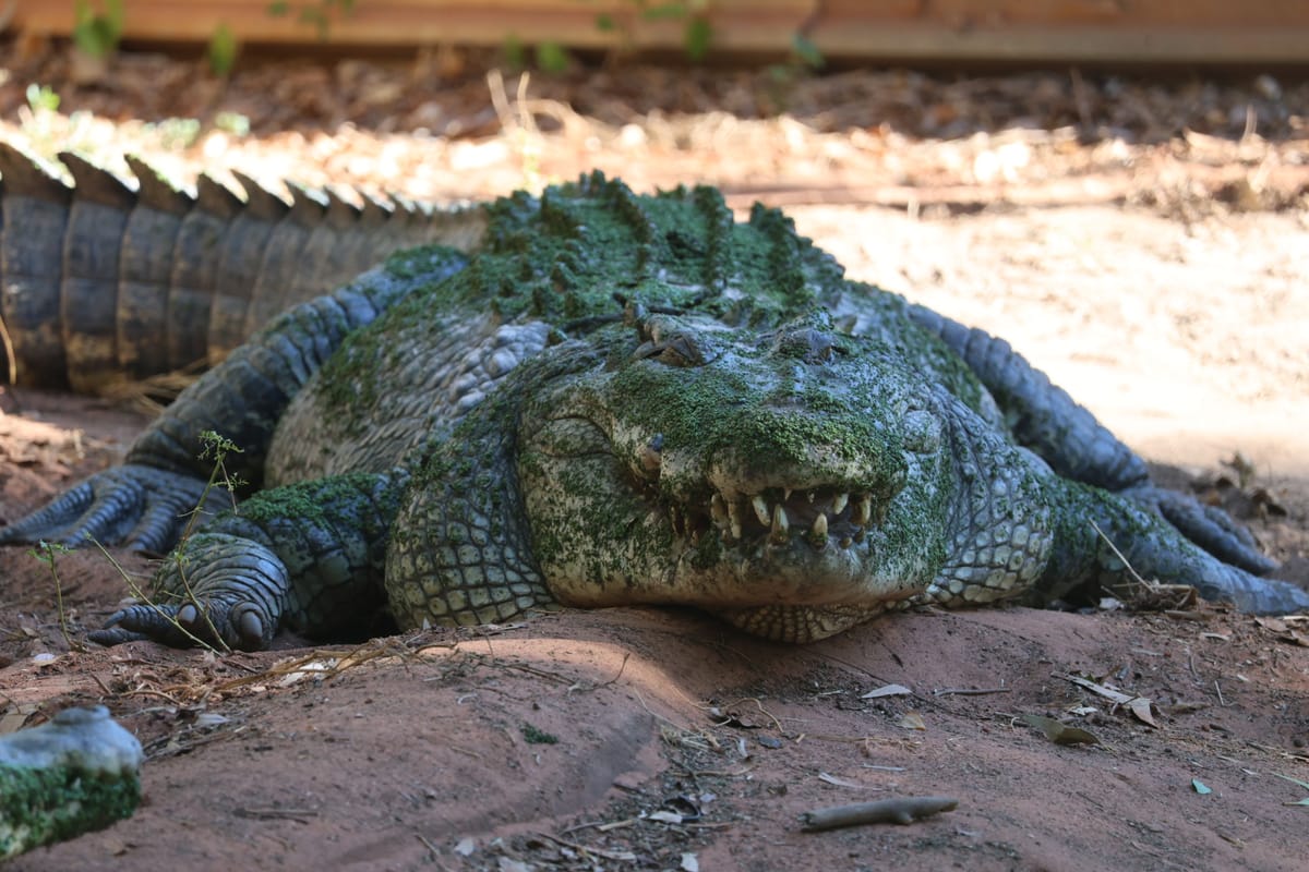 Dag 35: Broome