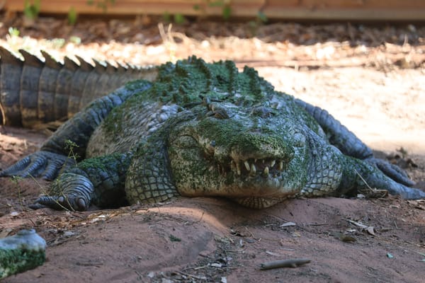 Dag 35: Broome
