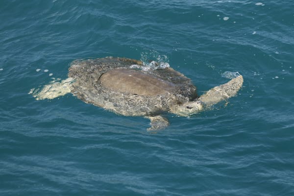 Dag 37: Broome - Roebuck Bay
